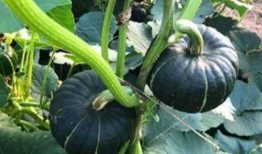 东北吃瓜网红是谁啊,揭秘网络红人的崛起之路